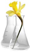 A daffodil in some test tubes