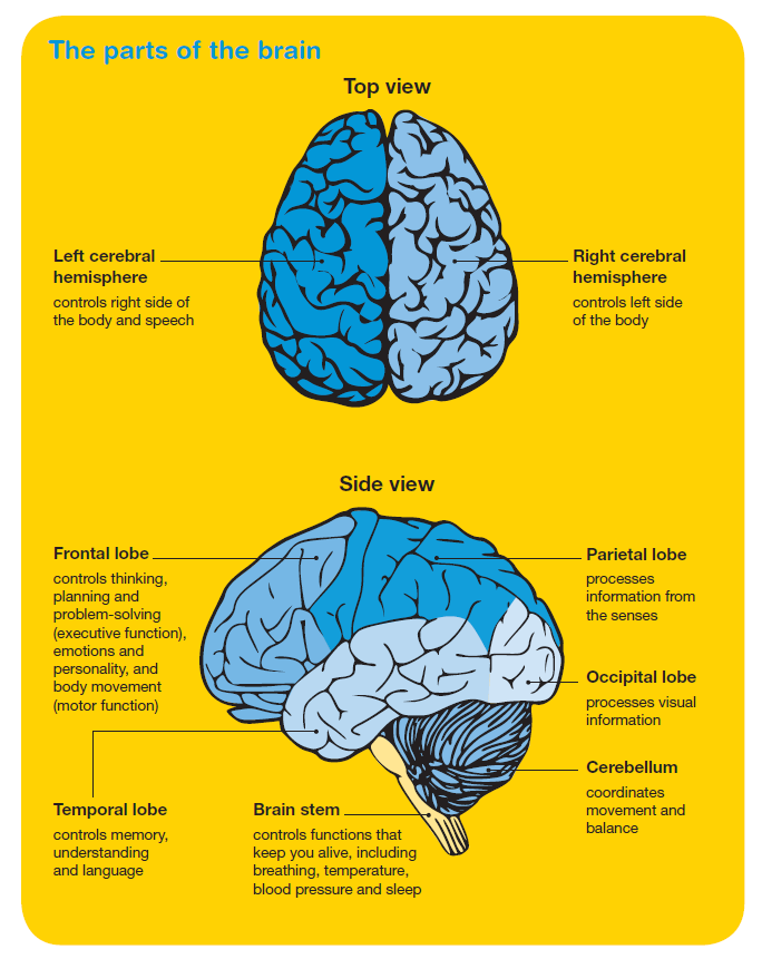 The parts of the brain