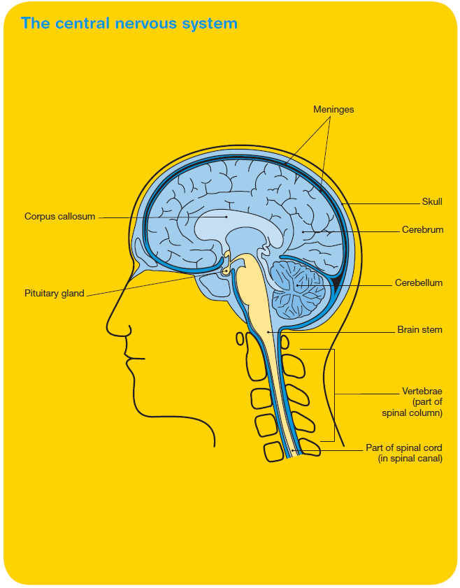 The central nervous system