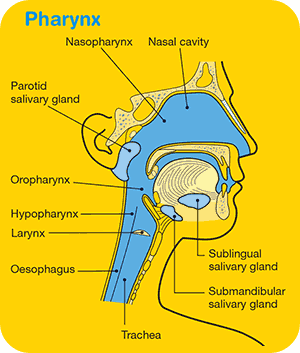 Head and neck cancers: Overview | Cancer Council Victoria