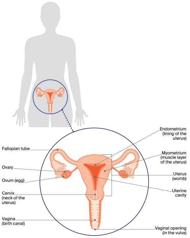 https://www.cancervic.org.au/images/CISS/cancer-types/uterine-cancer/Female%20reproductive%20system%202.jpg