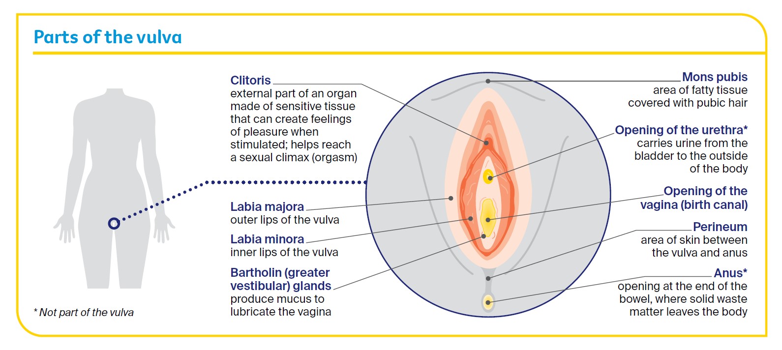 Structures of the vulva - the vulval pain society