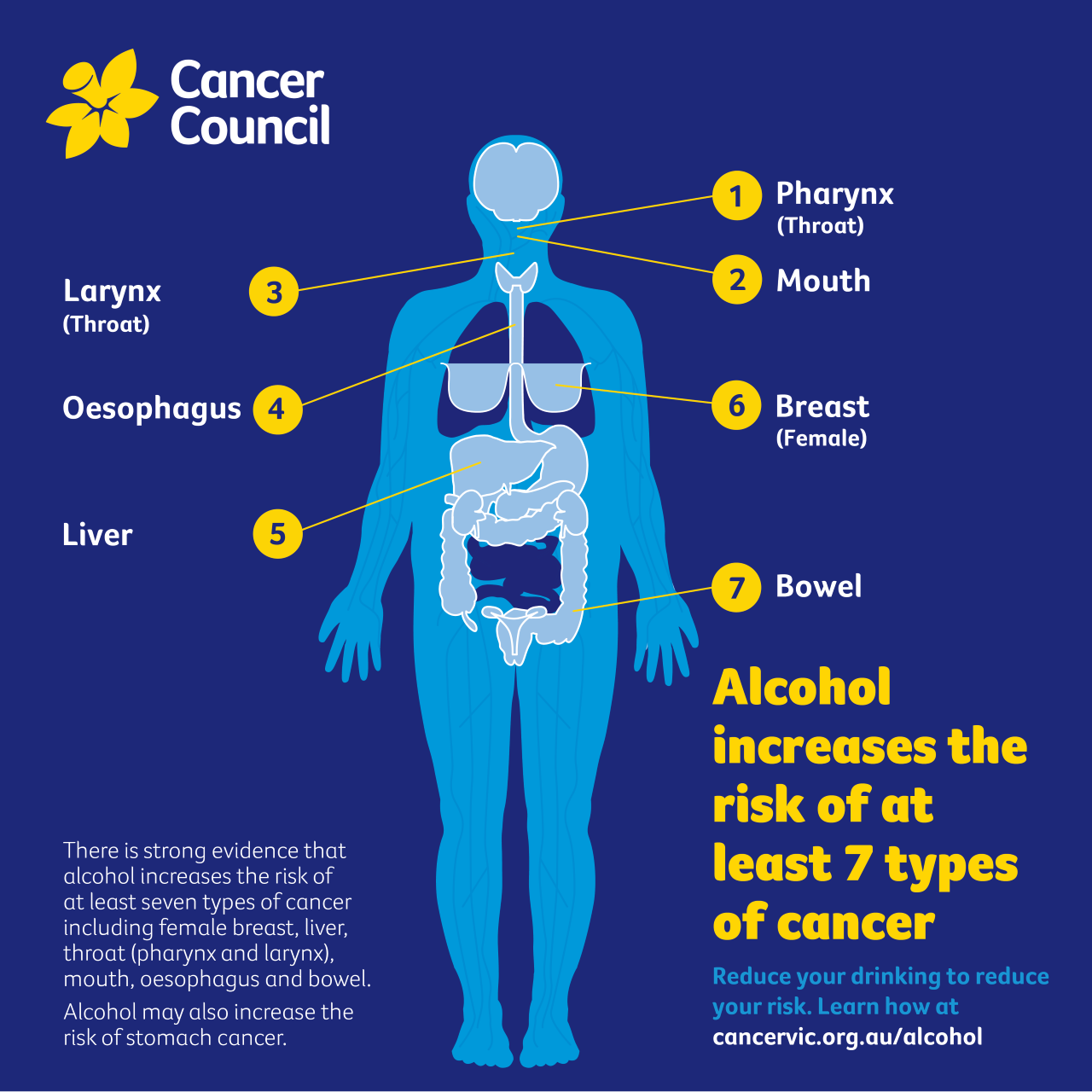 Reducing Your Drinking Will Reduce Your Cancer Risk Cancer Council 